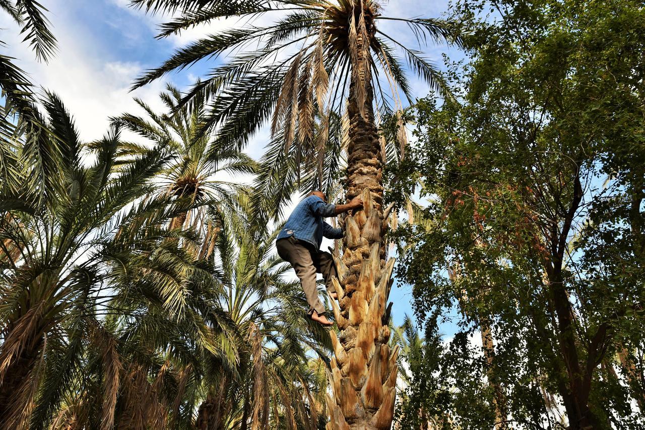 Dar Ezzahra Villa Tozeur Exteriör bild